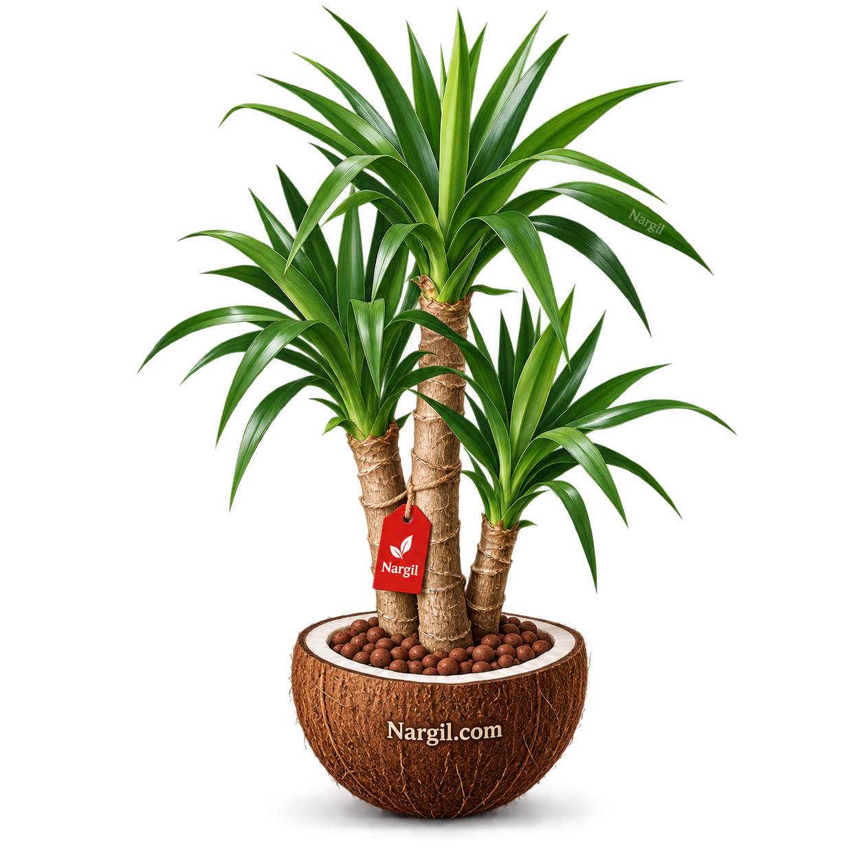 Nargil_Yucca Elephantipes